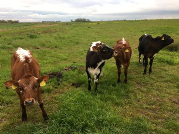 Nieuwe koeien op de Volgermeer