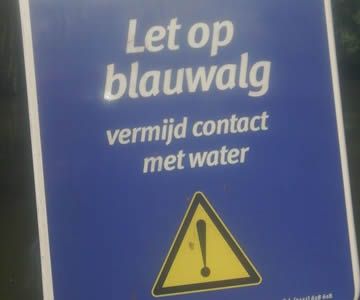 Juli: WAARSCHUWING: Blauwalg aangetroffen op de Volgermeer