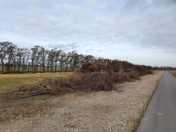 Boompjes op de Volgermeer