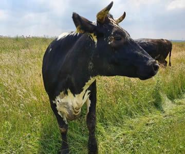 Juni: Nieuwe koeien op de Volgermeer