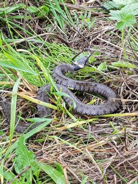 Jonge ringslangen op de Volgermeerpolder